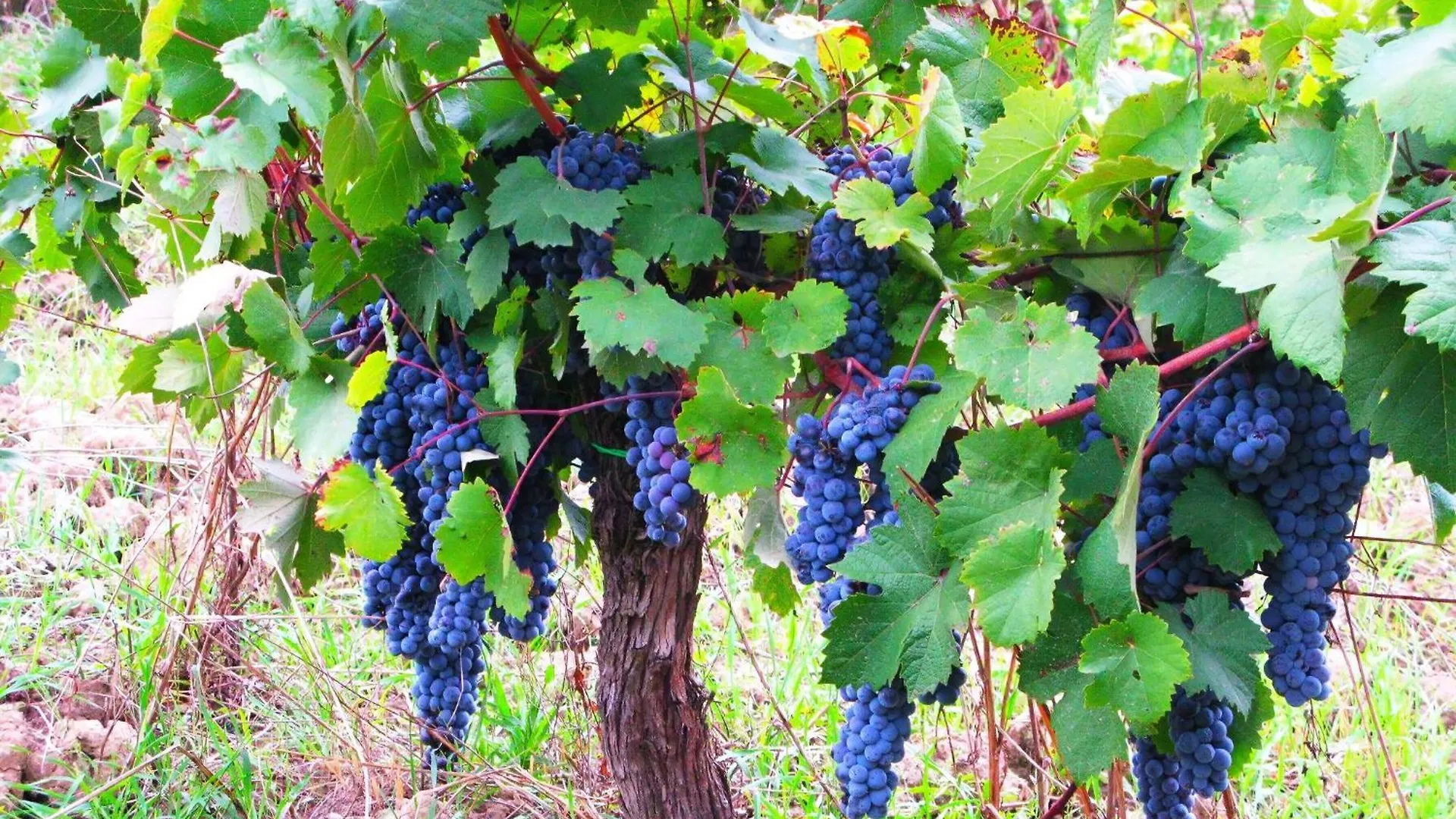 Brunello Wohnung In Martignana Marcignana 0*,